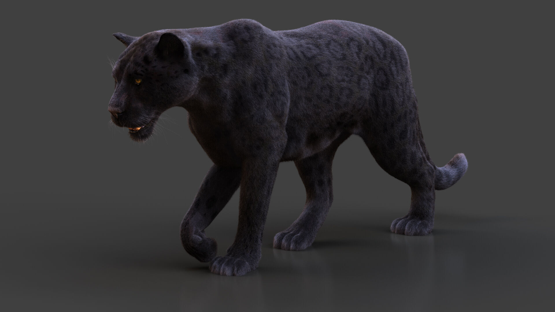 Black Jaguar ANIMATED Xgen core 3D model_6