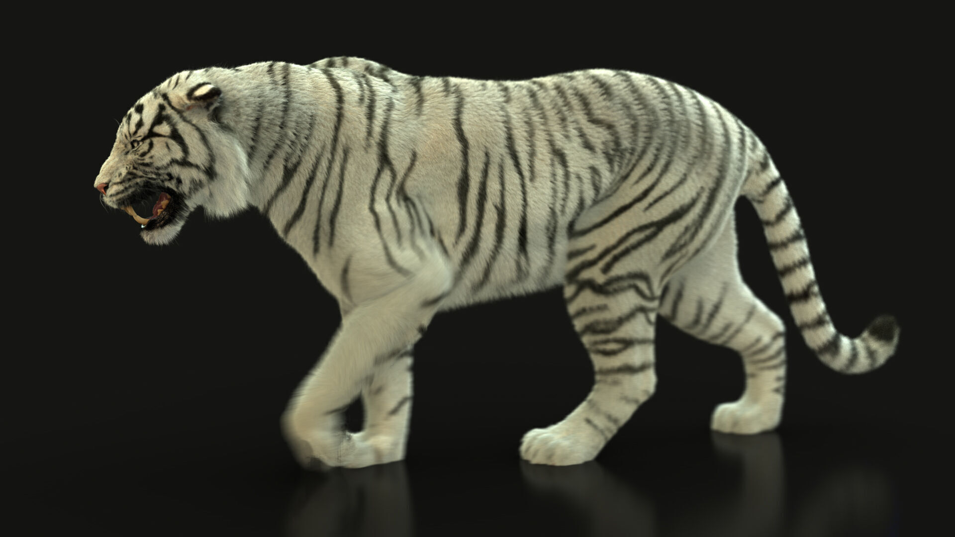 White Bengal Tiger Rigged Xgen core 3D model_9