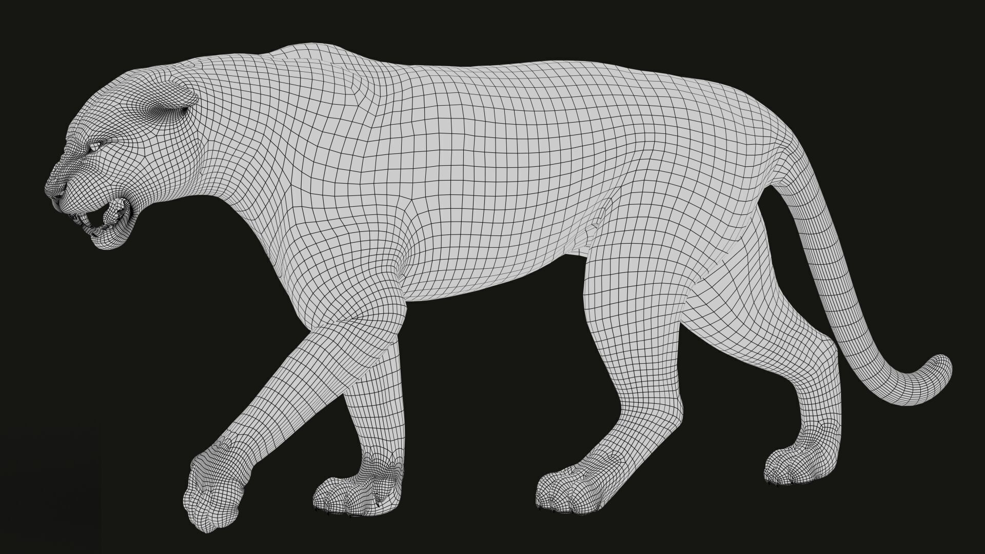 White Bengal Tiger Rigged Xgen core 3D model_12