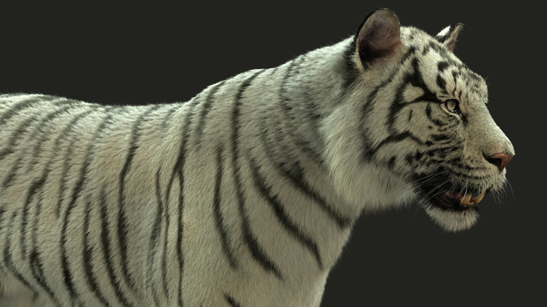White Bengal Tiger Rigged Xgen core 3D model_3