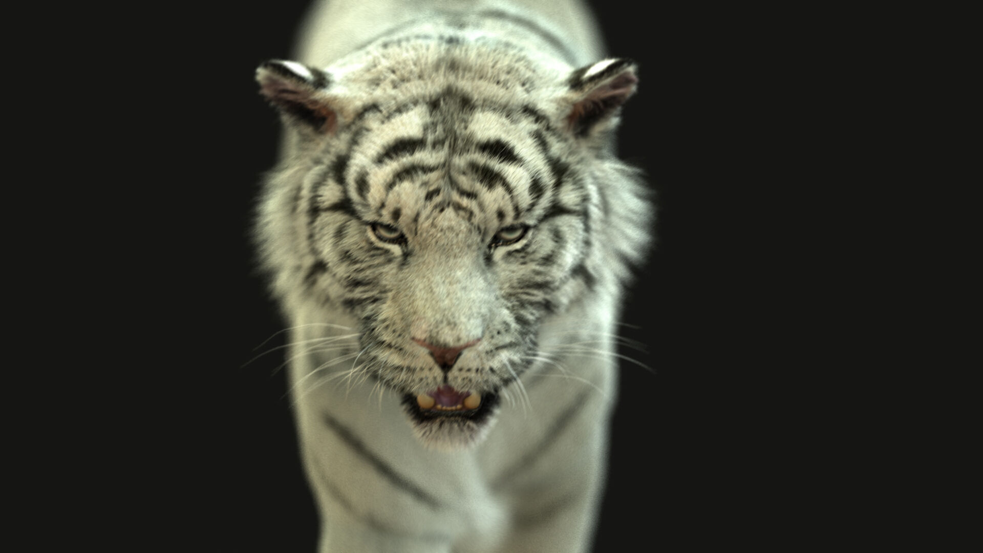White Bengal Tiger Rigged Xgen core 3D model_8