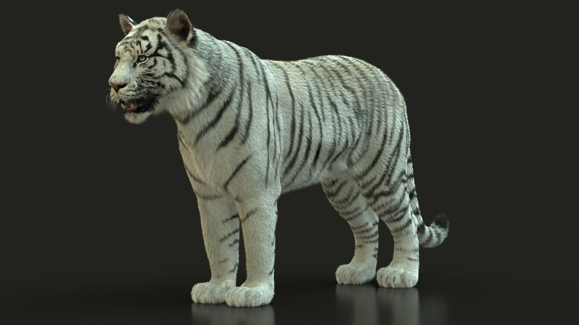 White Bengal Tiger Rigged Xgen core 3D model_2