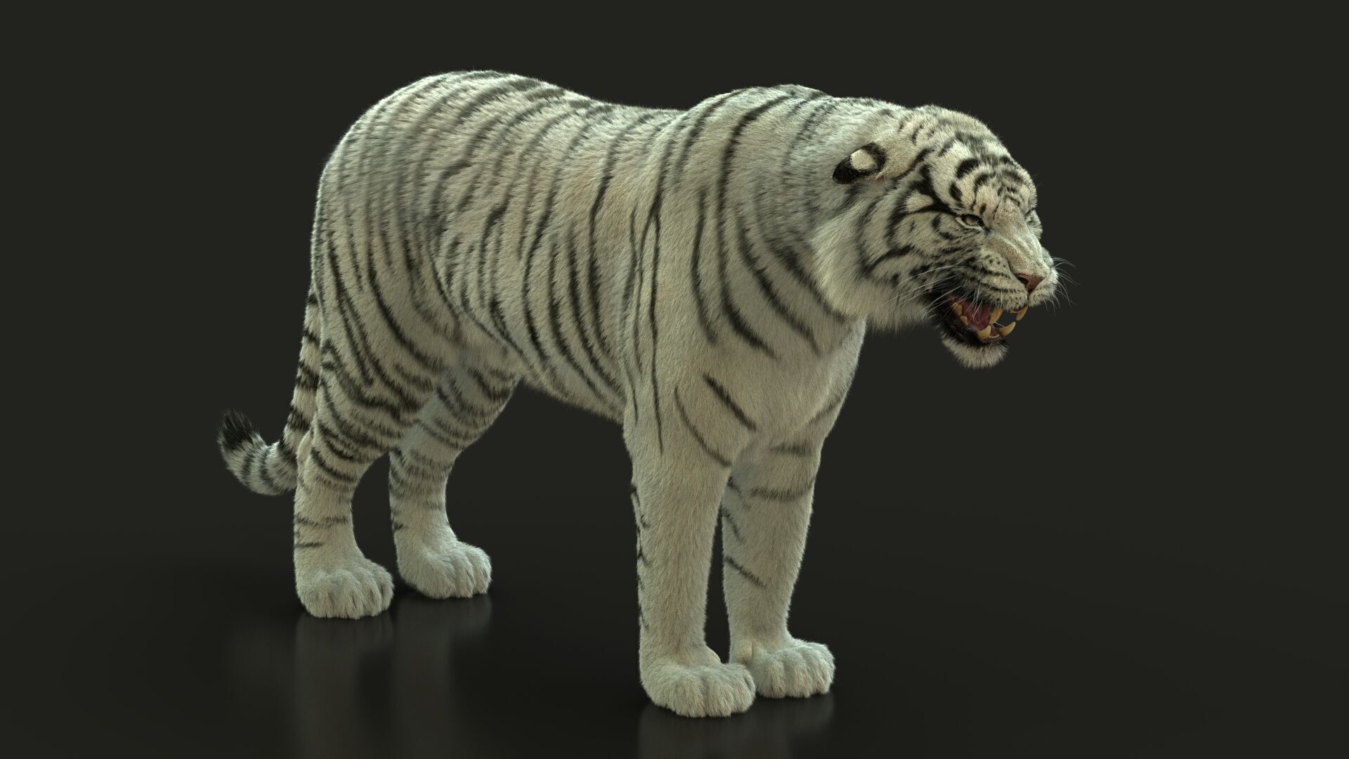 White Bengal Tiger Rigged Xgen core 3D model_4