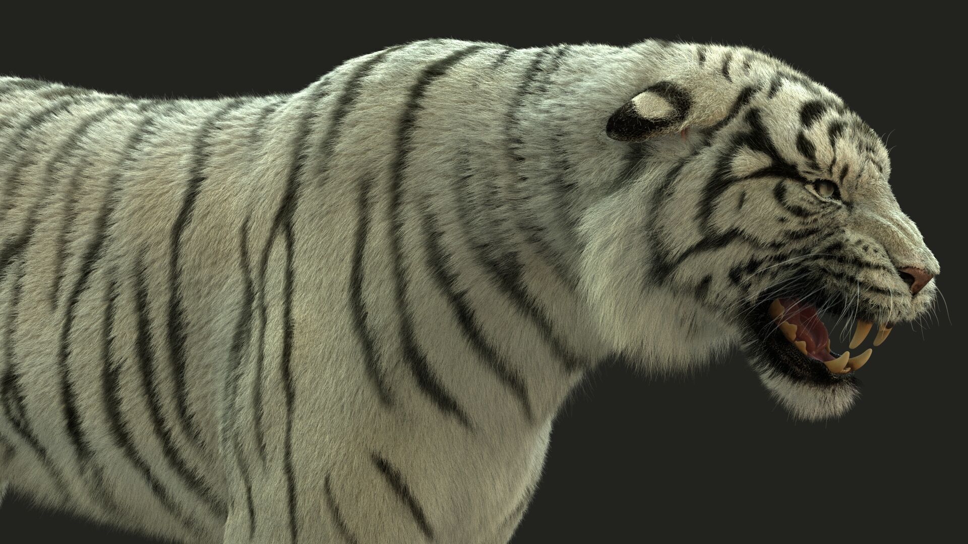 White Bengal Tiger Rigged Xgen core 3D model_7