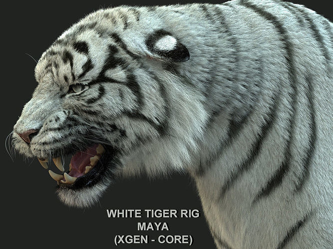 White Bengal Tiger Rigged Xgen core 3D model