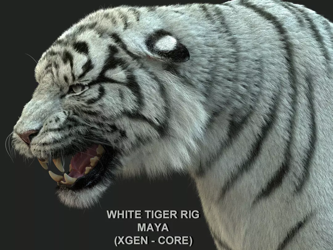 White Bengal Tiger Rigged Xgen core 3D model_0