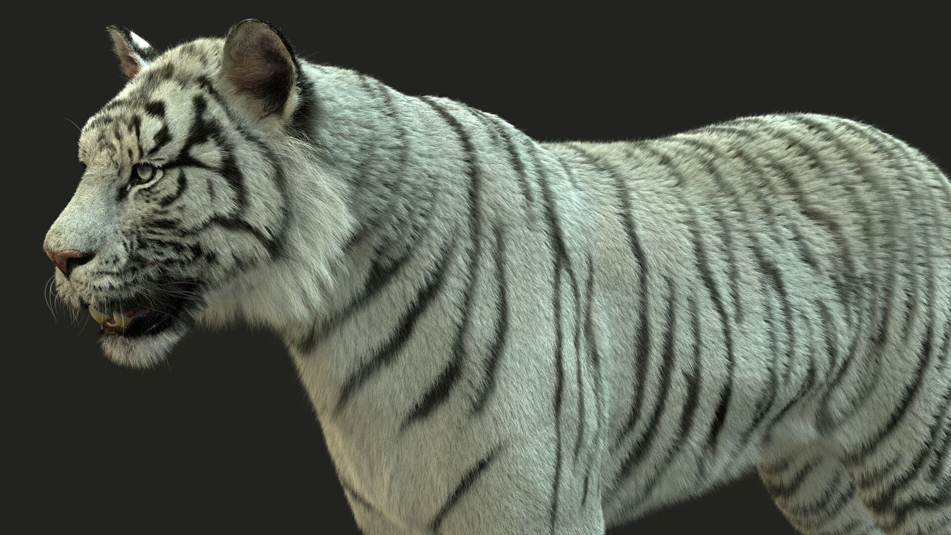 White Bengal Tiger Rigged Xgen core 3D model_5