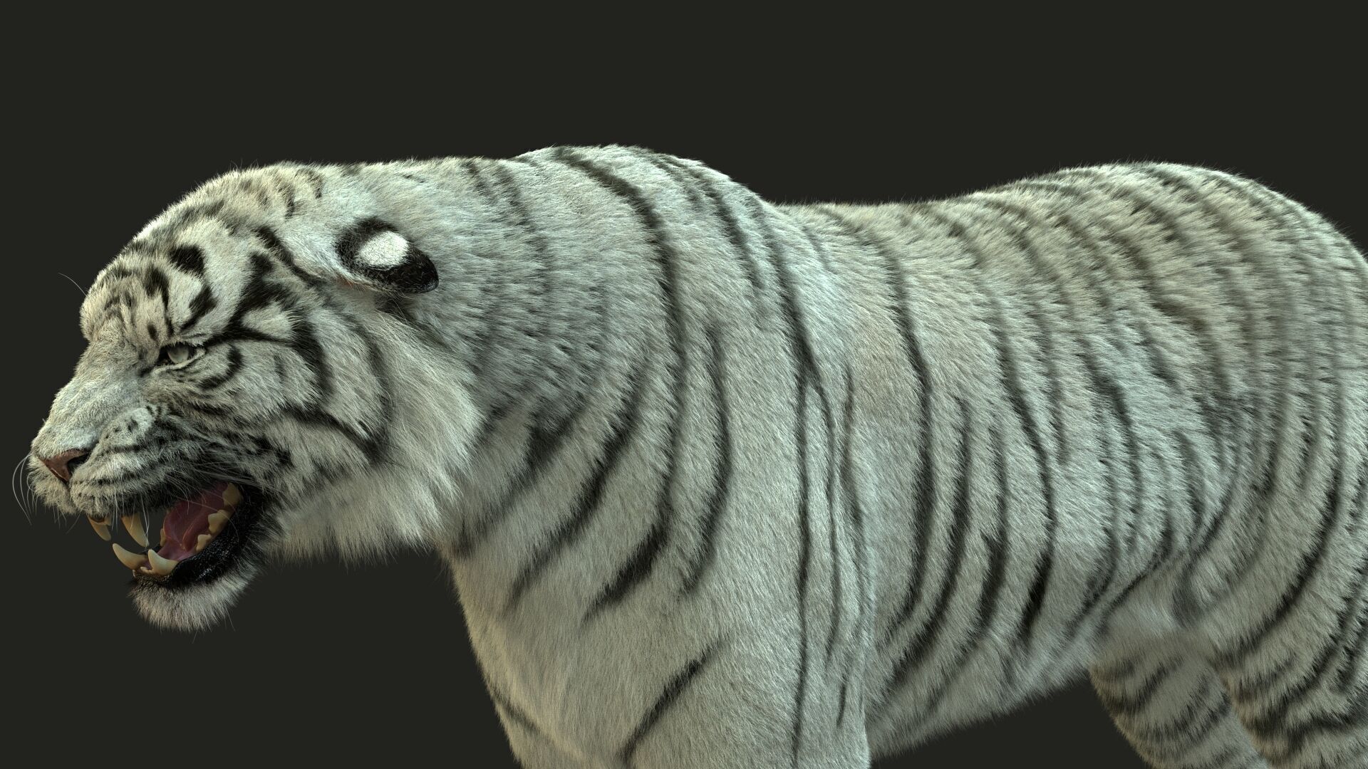 White Bengal Tiger Rigged Xgen core 3D model_6