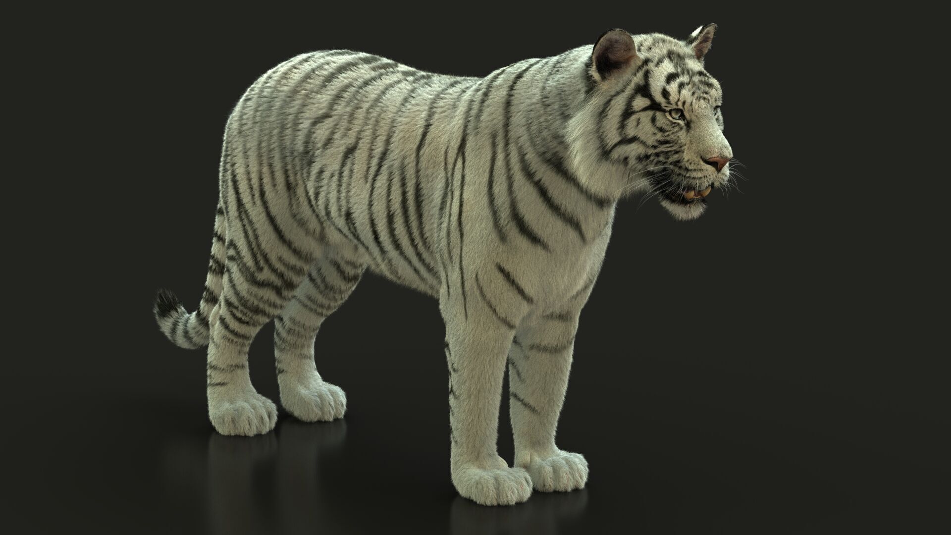 White Bengal Tiger Rigged Xgen core 3D model_1