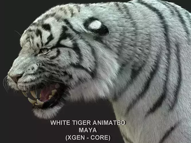 White Bengal Tiger Animated Xgen core