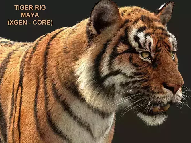 Bengal Tiger Rigged Xgen core
