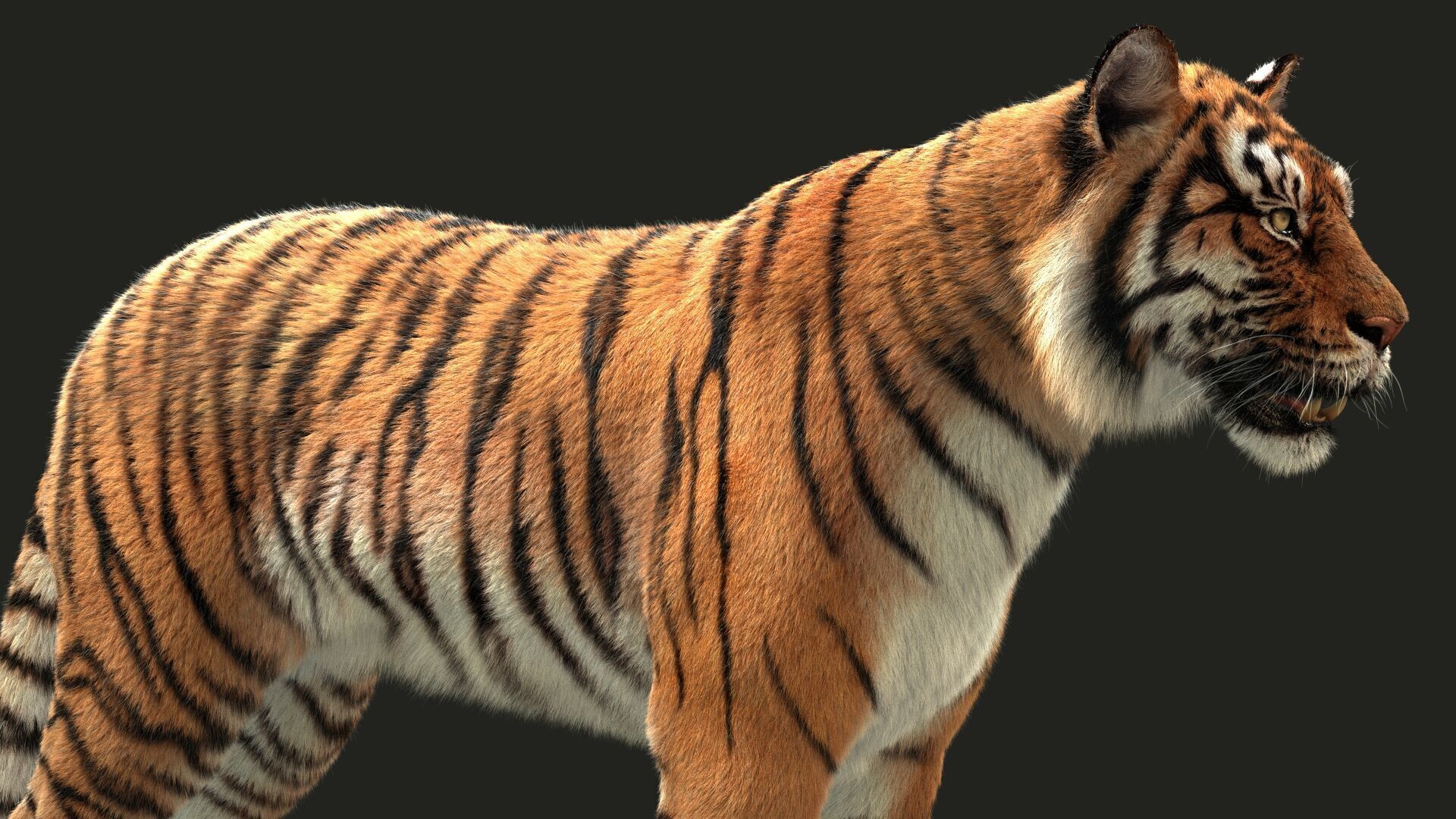 Bengal Tiger Animated Xgen core 3D model_4