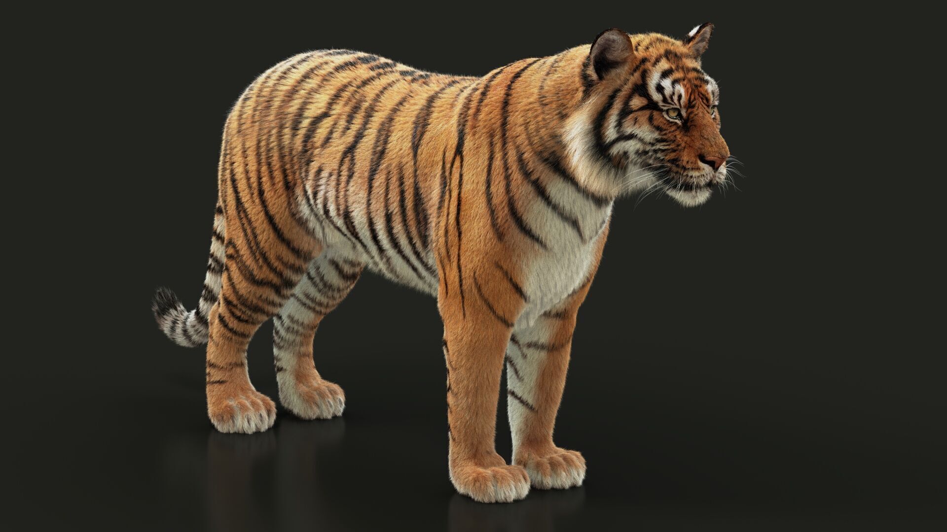Bengal Tiger Animated Xgen core 3D model_6