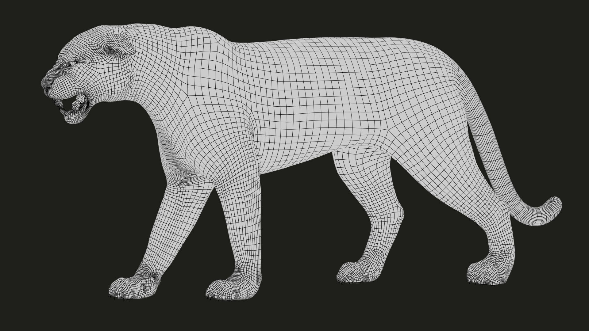 Bengal Tiger Animated Xgen core 3D model_18