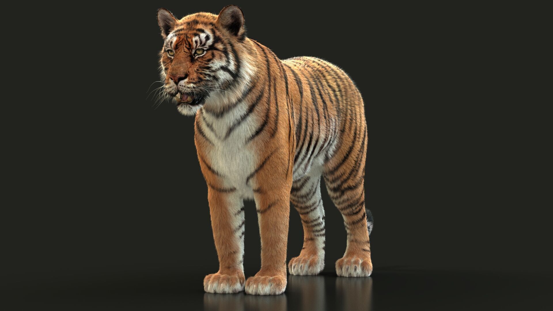 Bengal Tiger Animated Xgen core 3D model_13