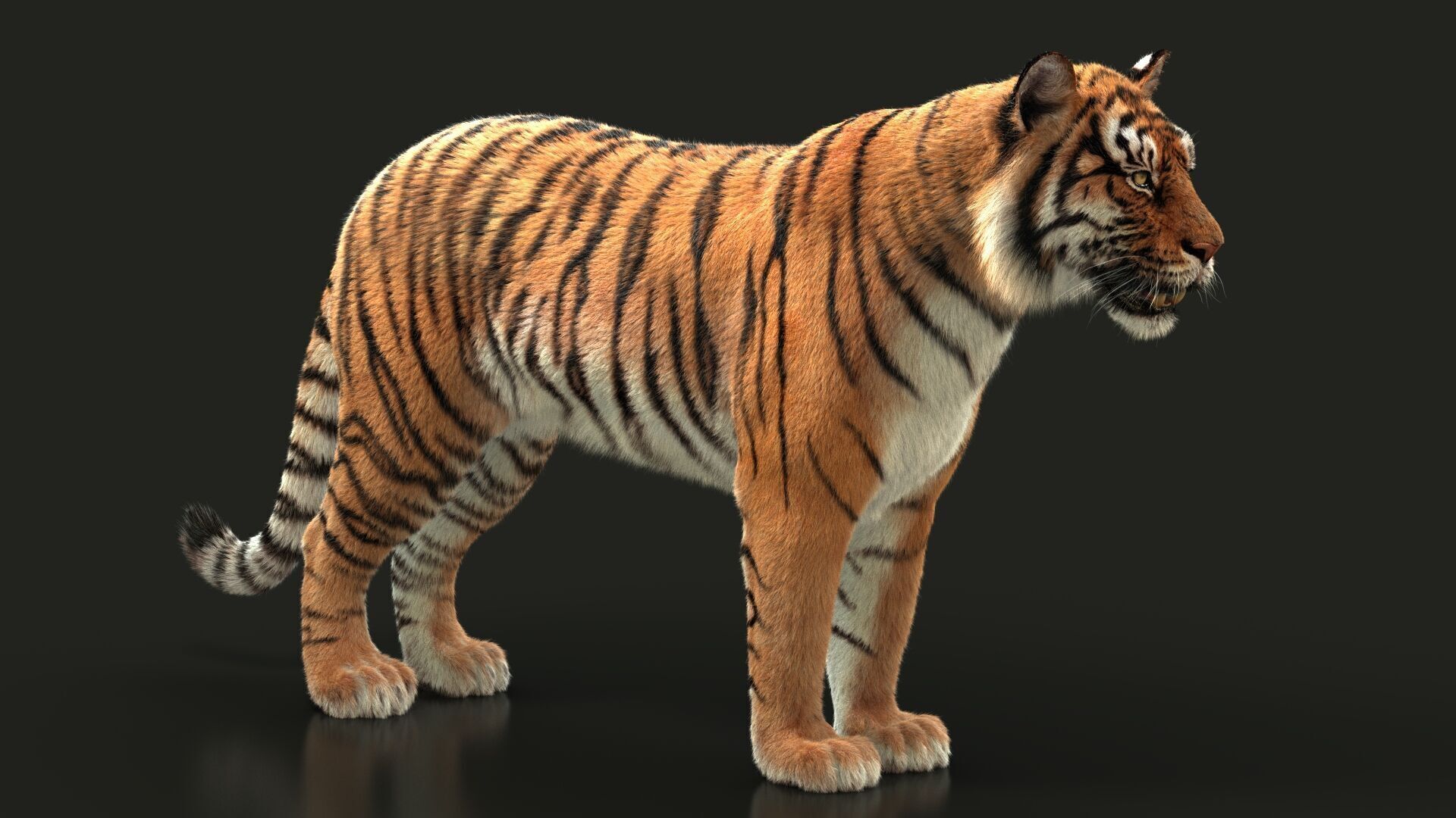 Bengal Tiger Animated Xgen core 3D model_5