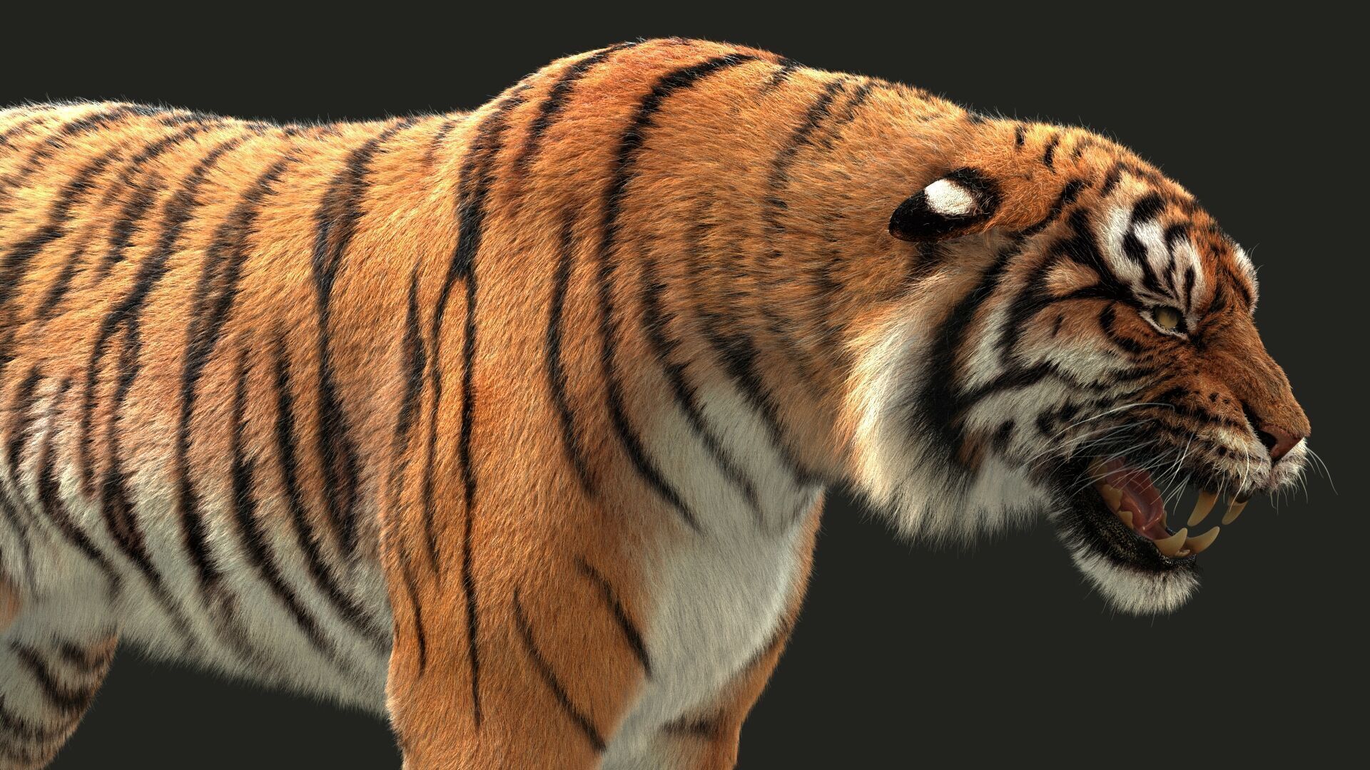 Bengal Tiger Animated Xgen core 3D model_8
