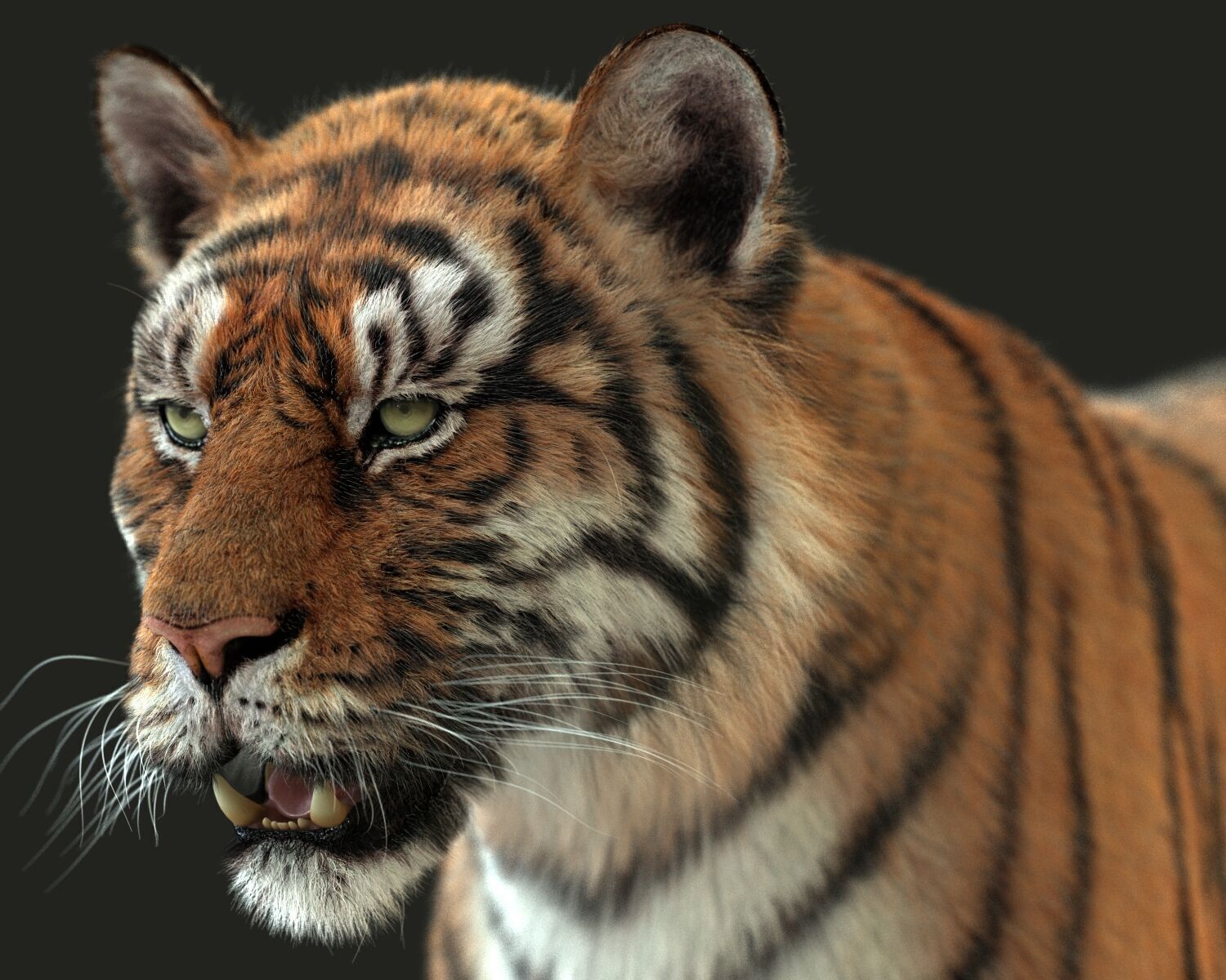 Bengal Tiger Animated Xgen core 3D model_14