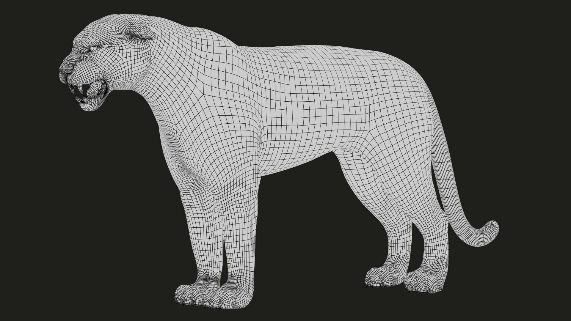 Bengal Tiger Animated Xgen core 3D model_21