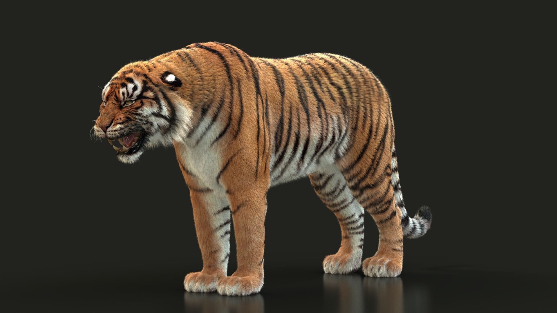 Bengal Tiger Animated Xgen core 3D model_12
