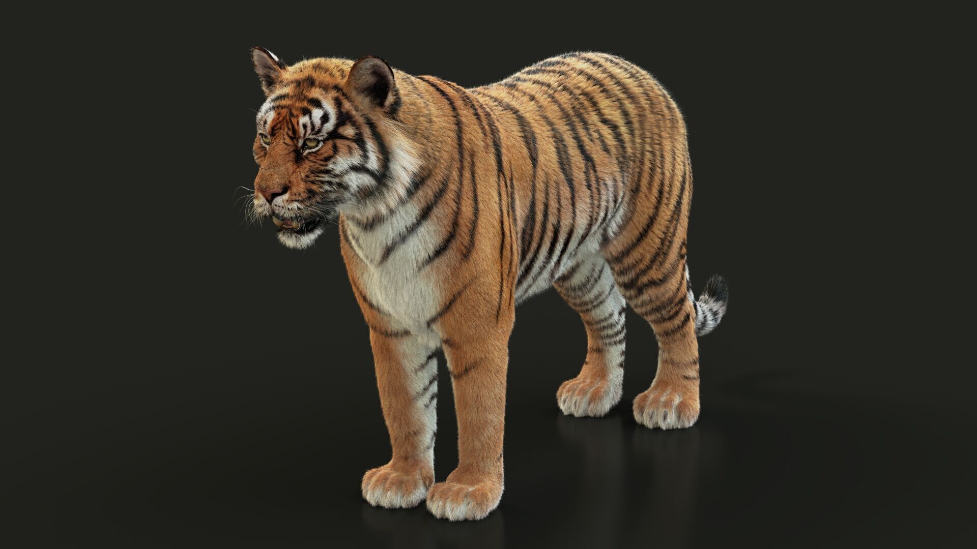 Bengal Tiger Animated Xgen core 3D model_10