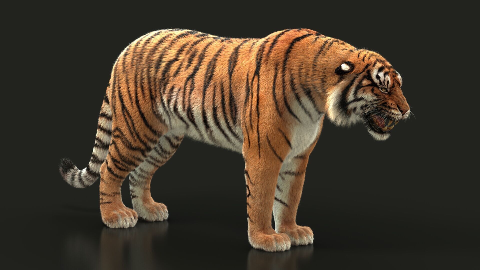 Bengal Tiger Animated Xgen core 3D model_7