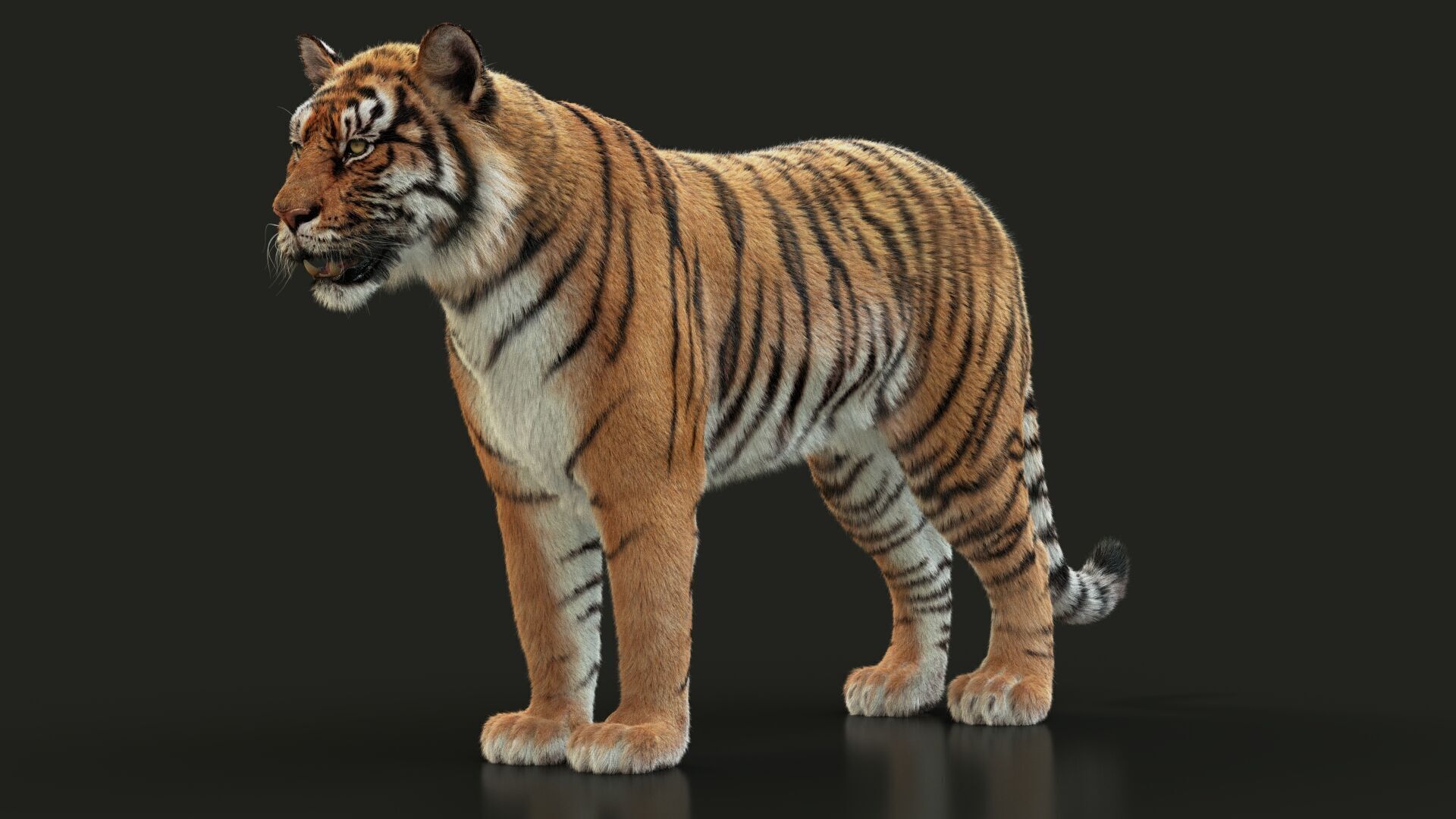 Bengal Tiger Animated Xgen core 3D model_11