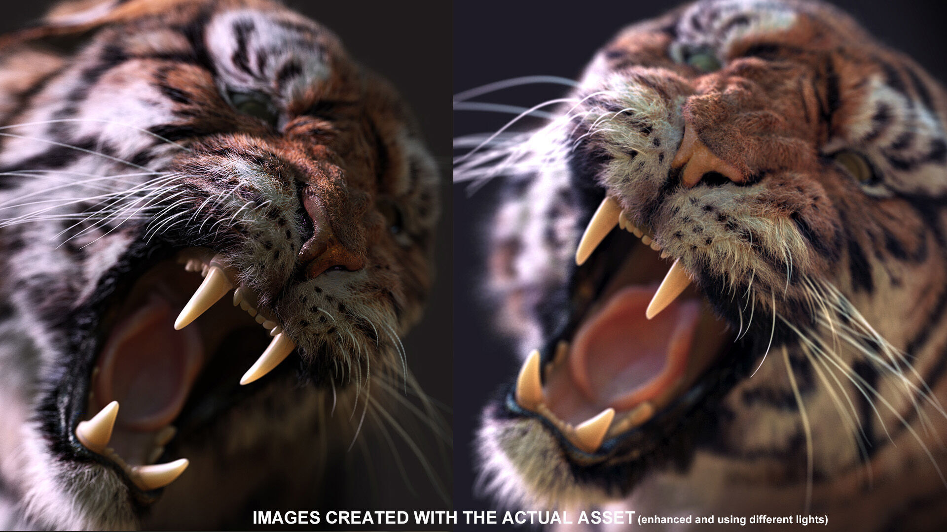 Bengal Tiger Animated Xgen core 3D model_3
