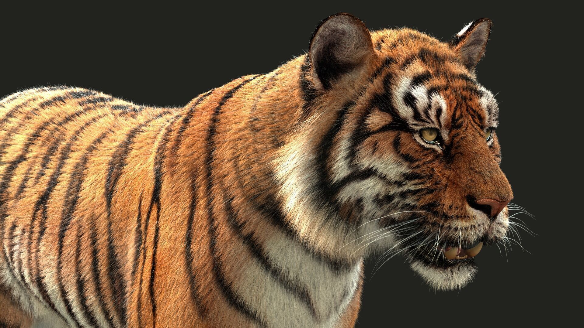 Bengal Tiger Animated Xgen core 3D model_9