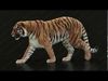 Bengal Tiger Animated Xgen core 3D model_1