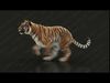 Bengal Tiger Animated Xgen core 3D model_2
