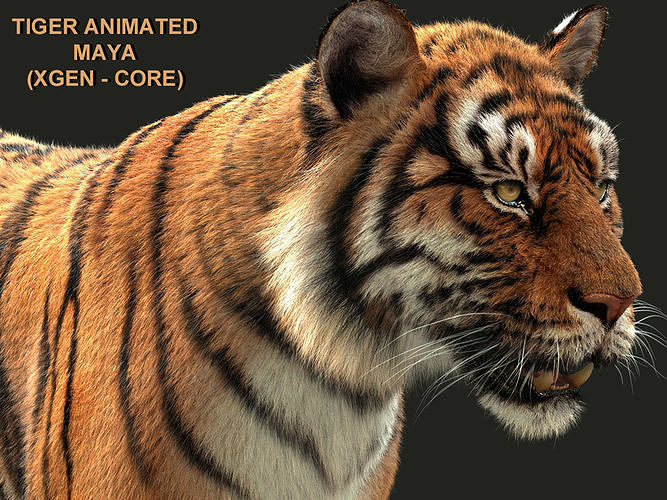Bengal Tiger Animated Xgen core 3D model
