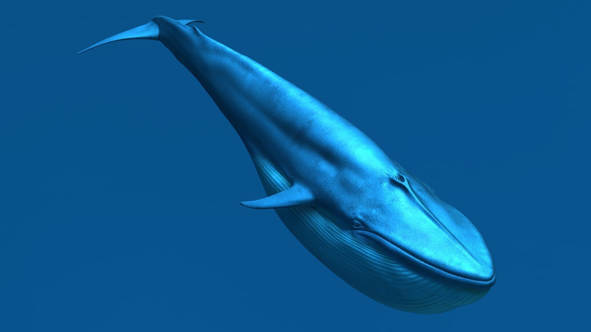 Blue Whale 3D model_7