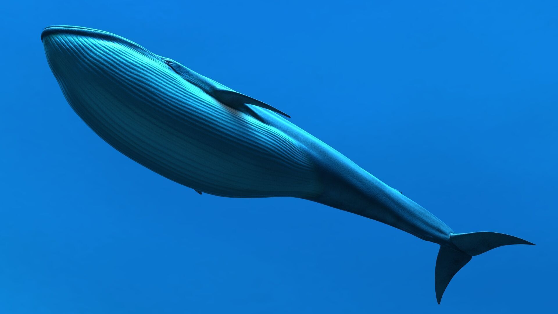 Blue Whale 3D model_8