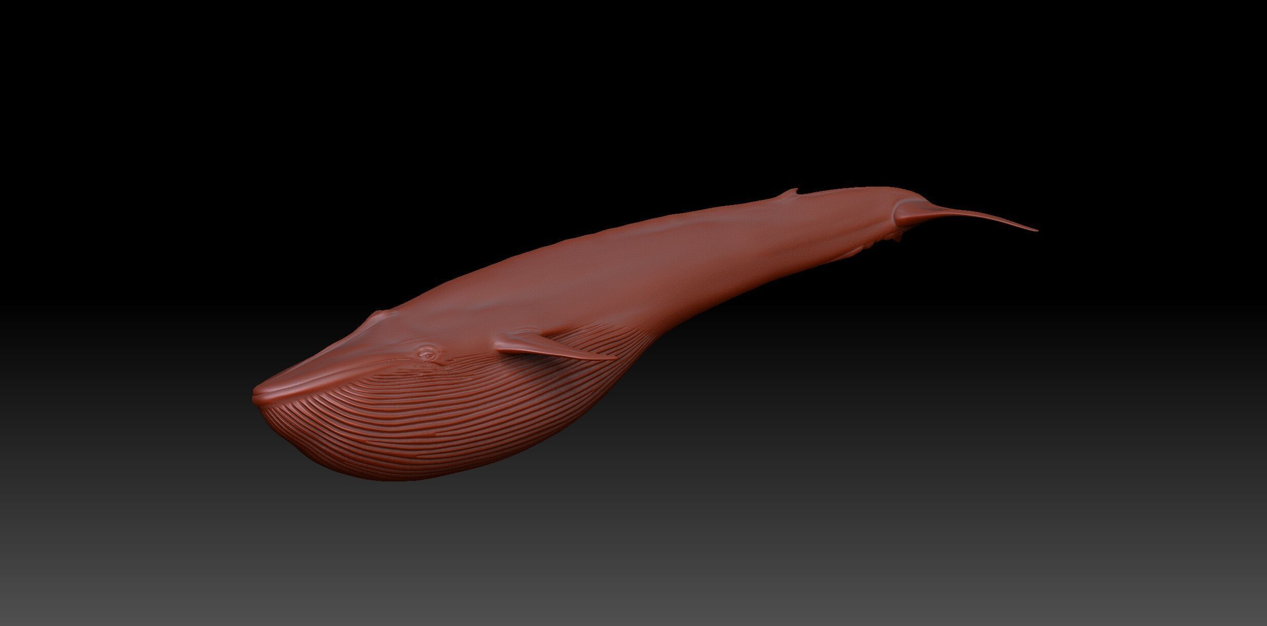 Blue Whale 3D model_13