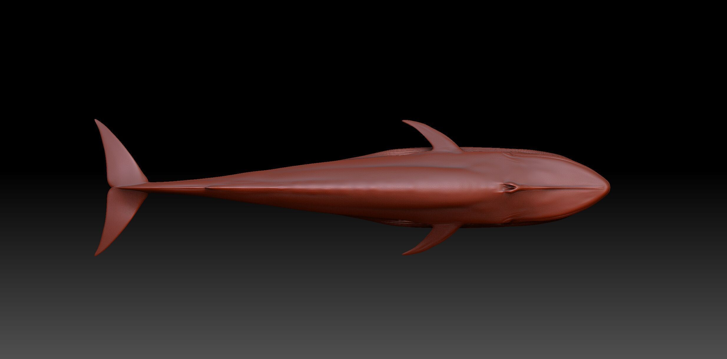 Blue Whale 3D model_15