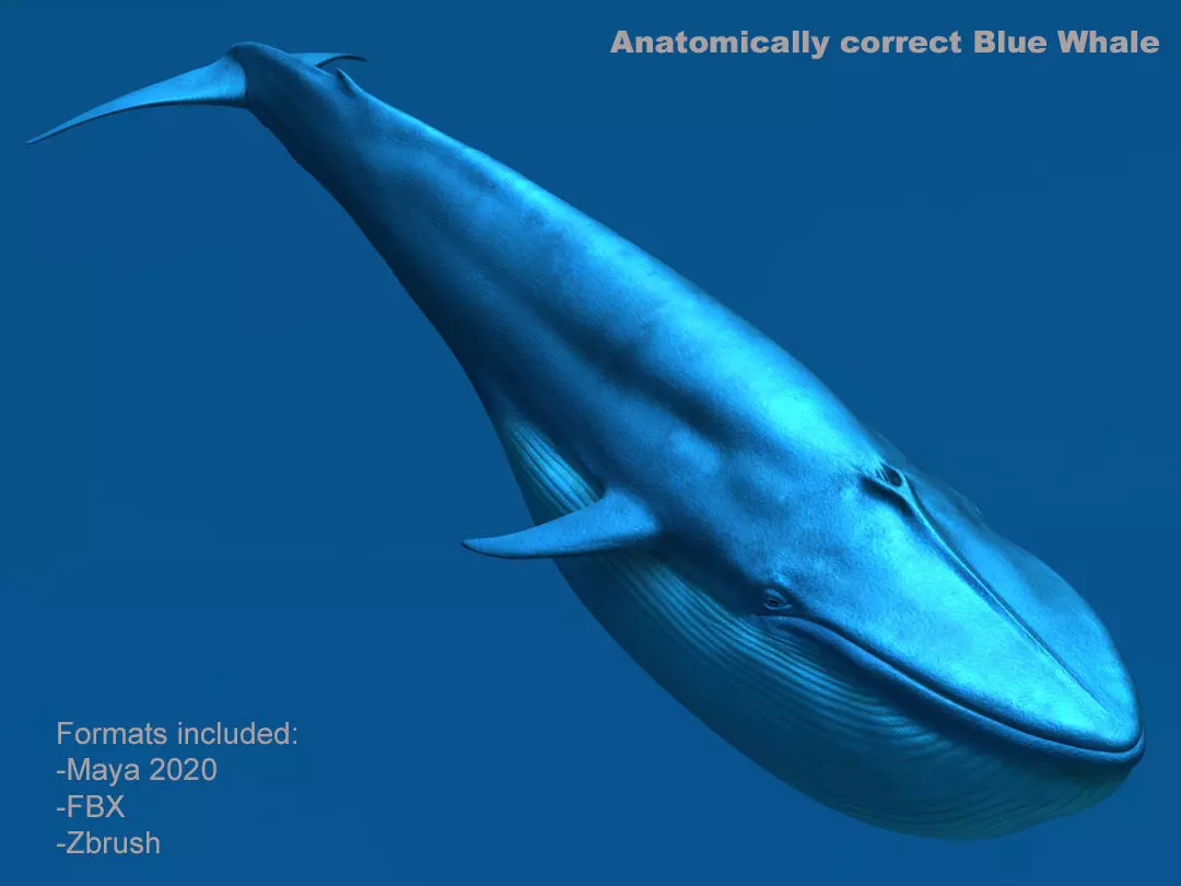 Blue Whale 3D model_0