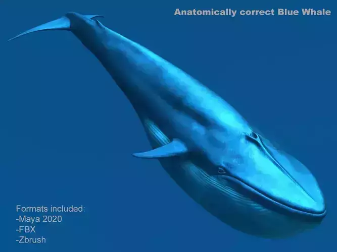 Blue Whale 3D model