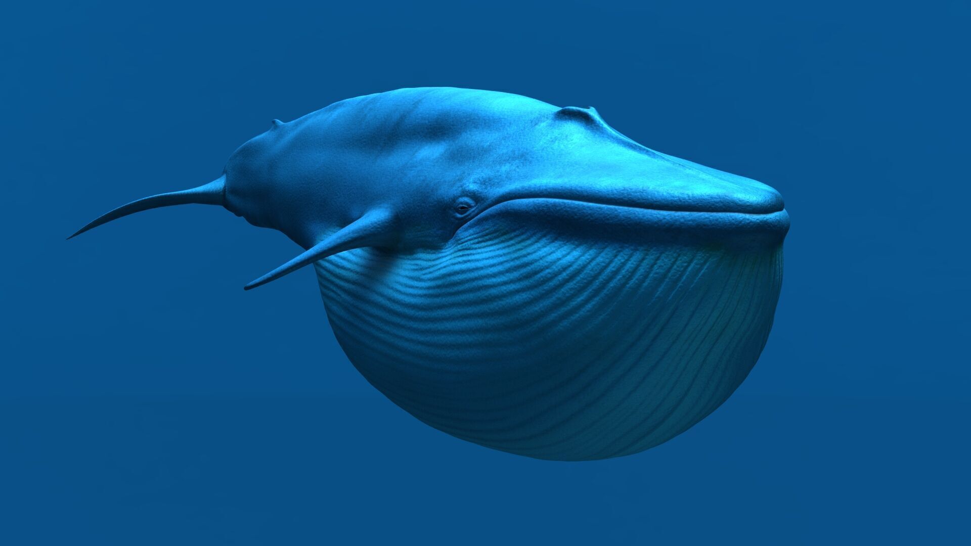 Blue Whale 3D model_6