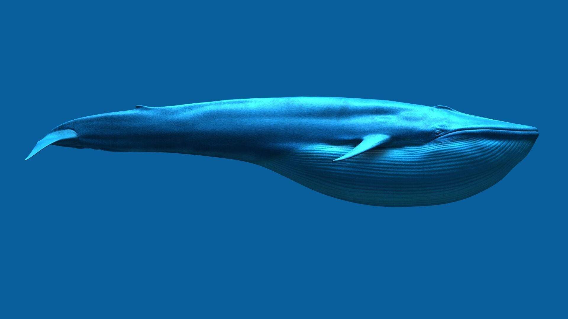 Blue Whale 3D model_5