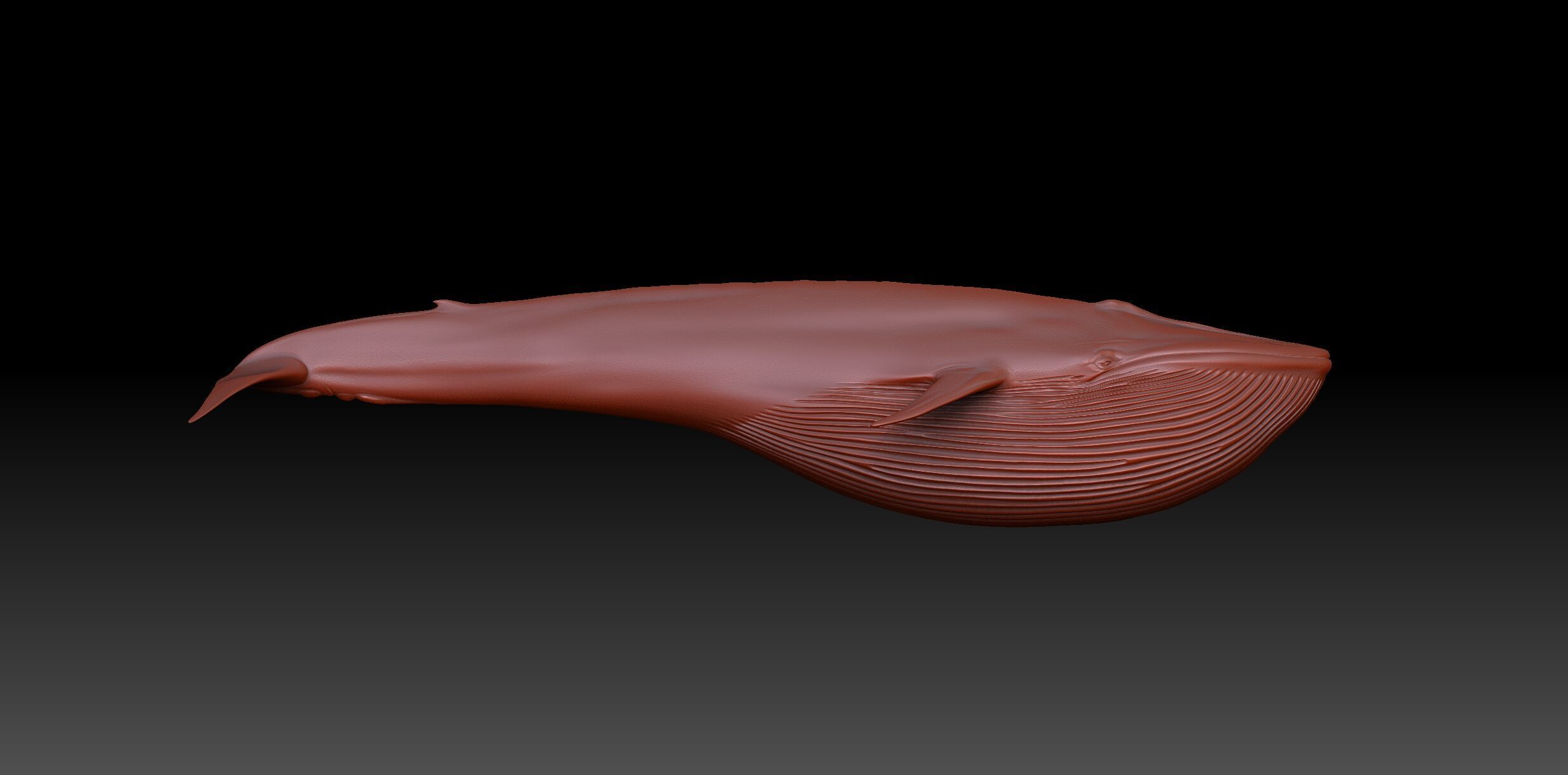 Blue Whale 3D model_11