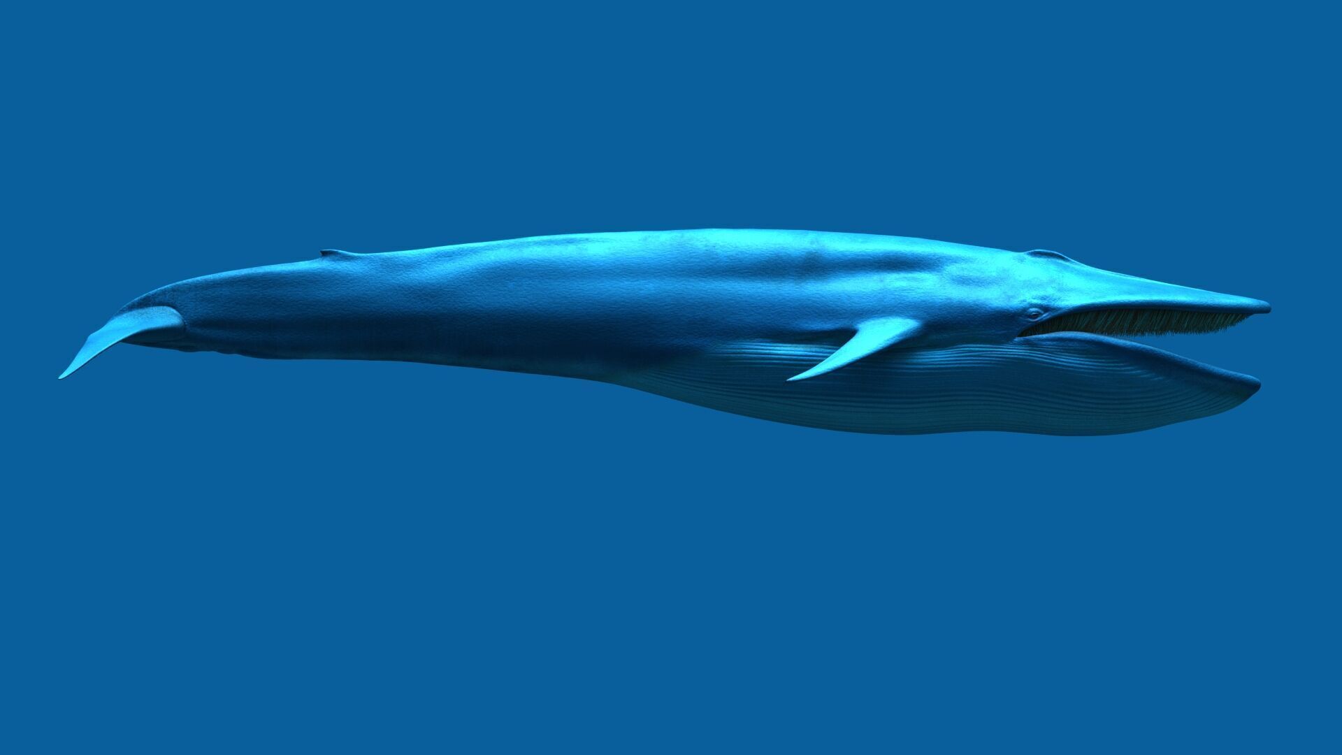 Blue Whale 3D model_3