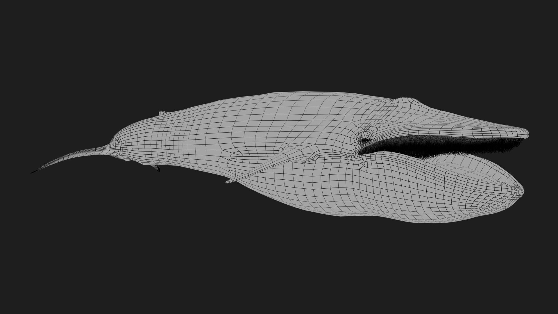 Blue Whale 3D model_21