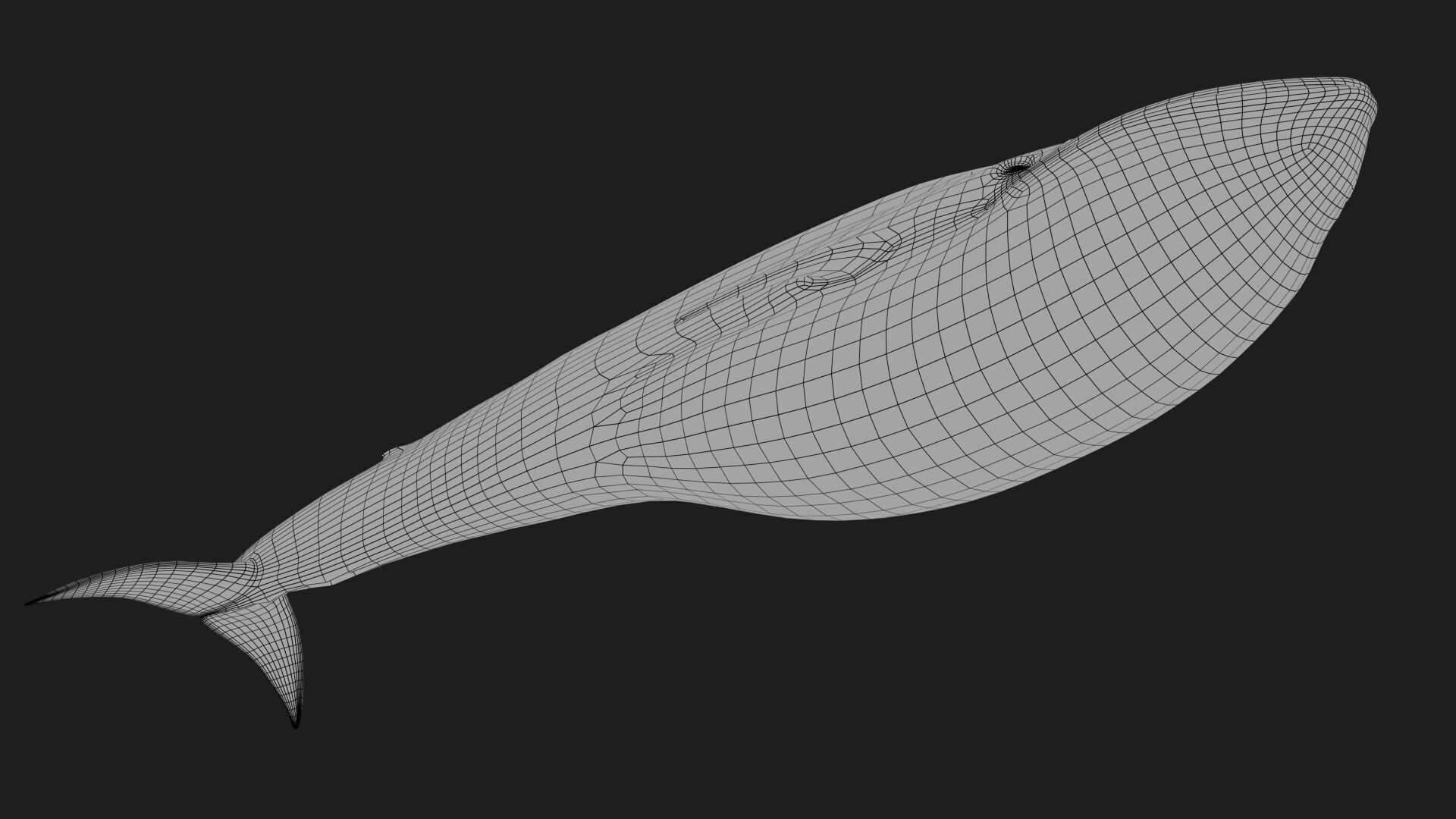 Blue Whale 3D model_18