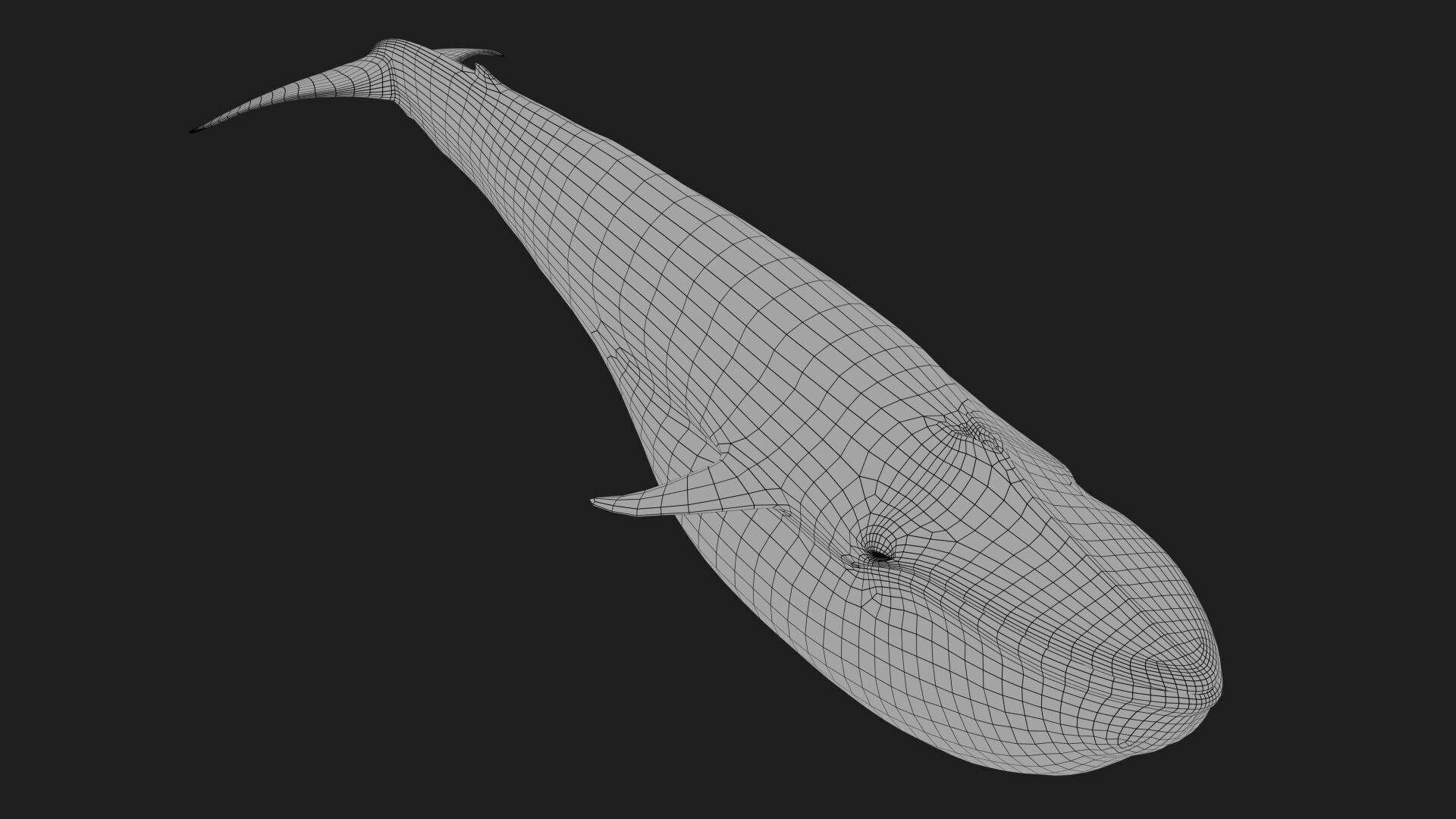 Blue Whale 3D model_20