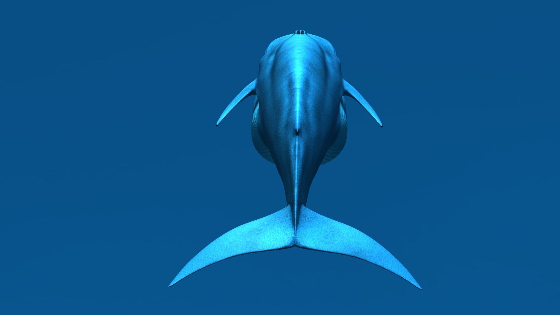 Blue Whale 3D model_10