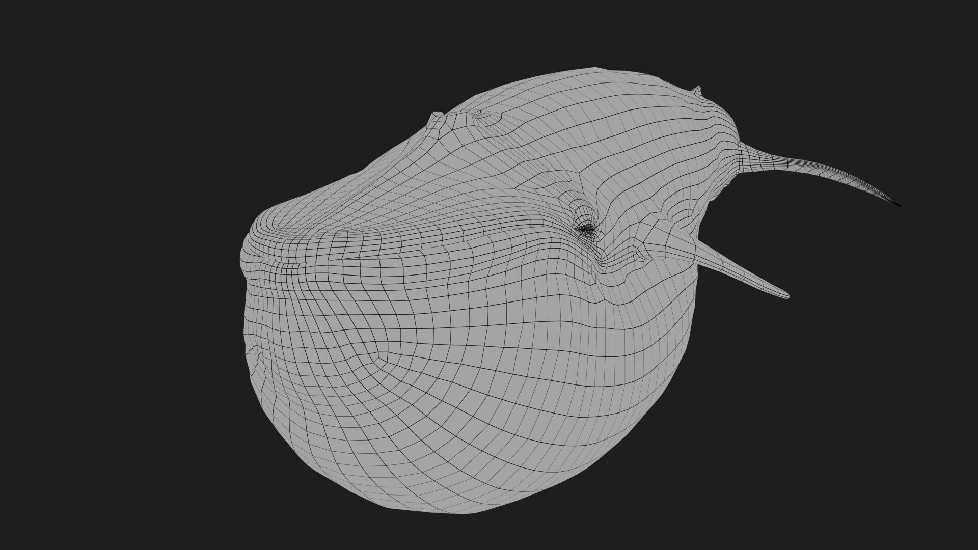 Blue Whale 3D model_22