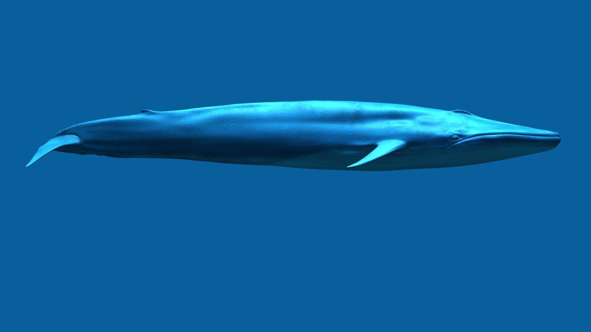 Blue Whale 3D model_4