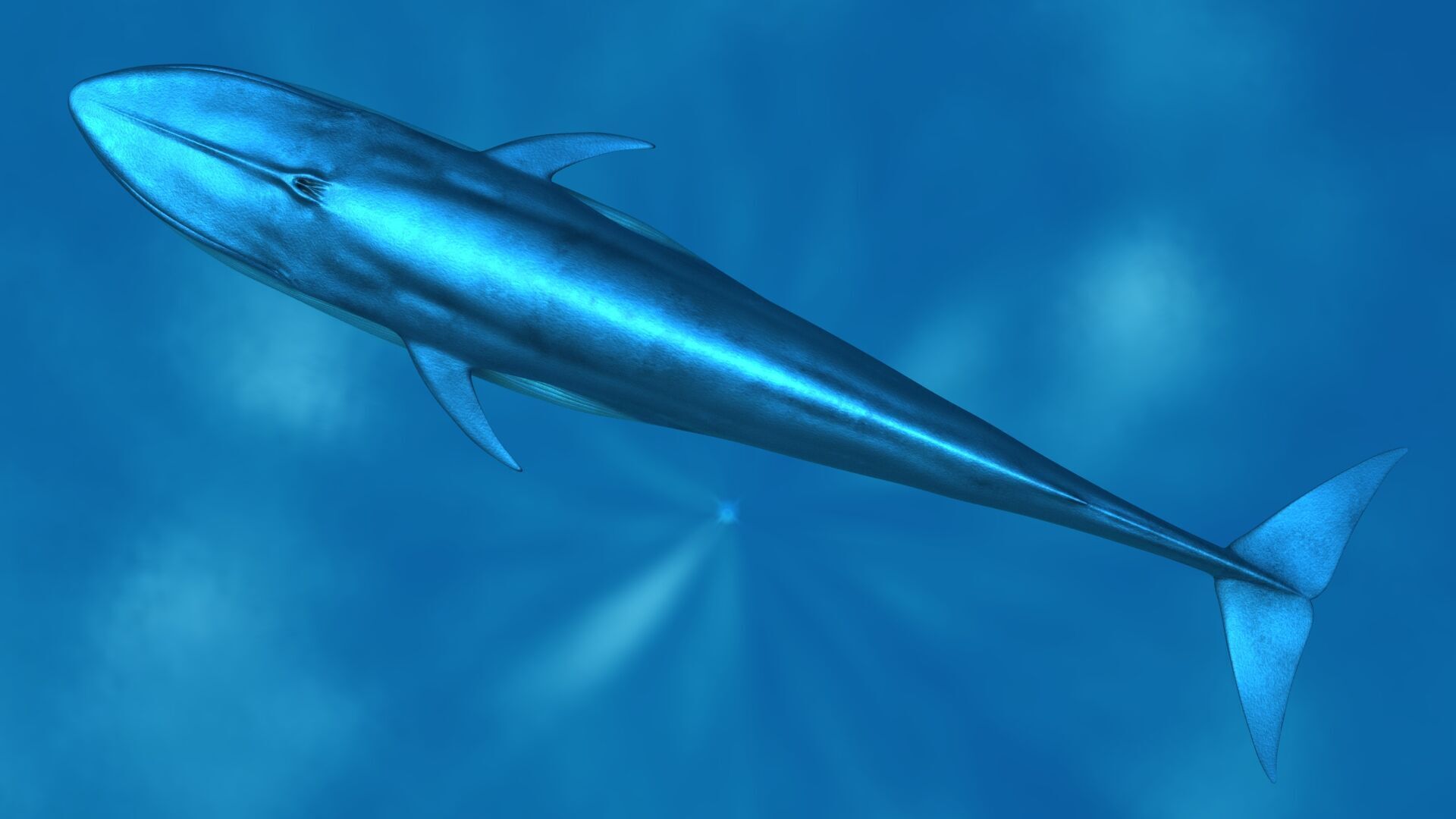 Blue Whale 3D model_9