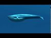 Blue Whale 3D model_1